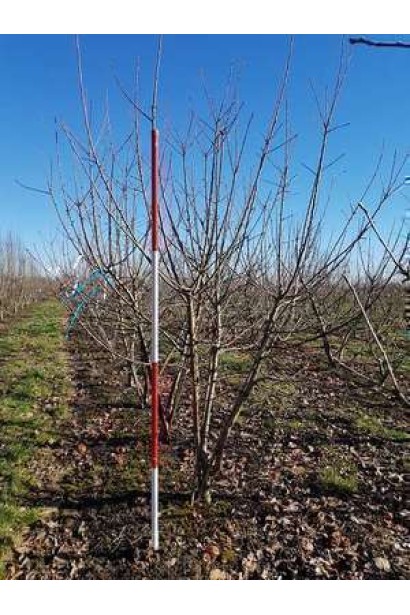Яблуня домашня Джонаголд Декоста (зимня)
